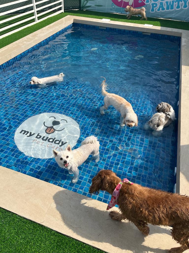 My Buddy Pet Care Best pet care in Dubai